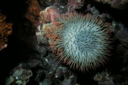 20020602_3_Middle_Reef_0010